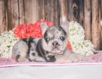 Tenson, a male French Bulldog for sale in Fredericksburg, OH – 4 of 4