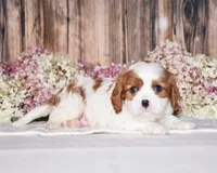 Jupiter, a male Cavalier King Charles Spaniel for sale in Fredericksburg, OH – 3 of 4