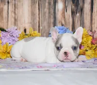 Ferris, a female French Bulldog for sale in Fredericksburg, OH – 3 of 4
