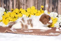 Gizmo, a female Cavalier King Charles Spaniel for sale in Fredericksburg, OH – 3 of 4