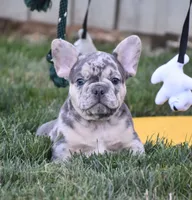 Flash, a male French Bulldog for sale in Fredericksburg, OH – 2 of 3