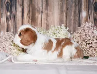 Jilly, a female Cavalier King Charles Spaniel for sale in Fredericksburg, OH – 2 of 4