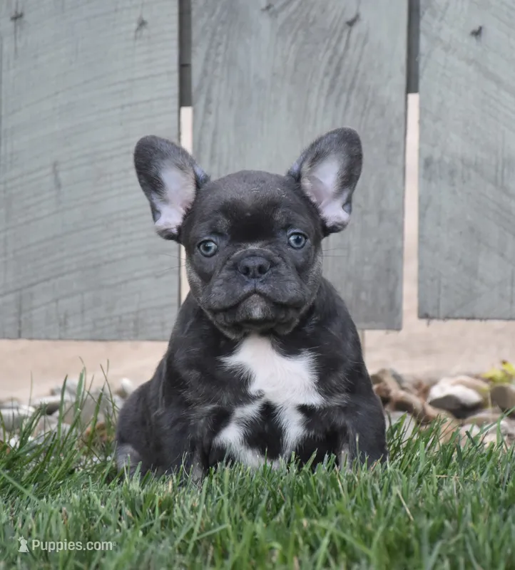 Ford – French Bulldog puppy for sale in Fredericksburg, OH
