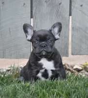 Ford, a male French Bulldog for sale in Fredericksburg, OH – 1 of 4
