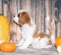 Churro, a male Cavalier King Charles Spaniel for sale in Fredericksburg, OH – 4 of 4