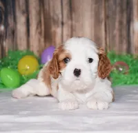 Ninja, a male Cavalier King Charles Spaniel for sale in Fredericksburg, OH – Photo 1 of 3