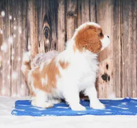 Ninja, a male Cavalier King Charles Spaniel for sale in Fredericksburg, OH – Photo 3 of 4