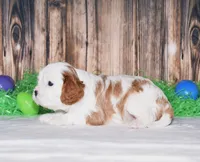 Ninja, a male Cavalier King Charles Spaniel for sale in Fredericksburg, OH – Photo 3 of 3