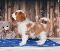 Ninja, a male Cavalier King Charles Spaniel for sale in Fredericksburg, OH – Photo 4 of 4