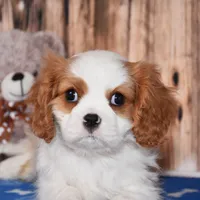 Ninja, a male Cavalier King Charles Spaniel for sale in Fredericksburg, OH – Photo 2 of 4