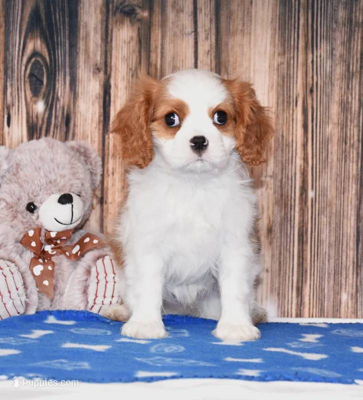 Ninja – Cavalier King Charles Spaniel puppy for sale in Fredericksburg, OH
