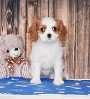 Ninja, a male Cavalier King Charles Spaniel for sale in Fredericksburg, OH – Photo 1 of 4