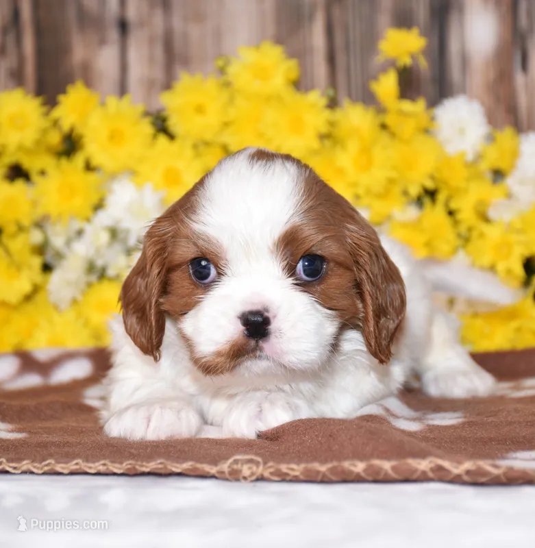 Gizmo – Cavalier King Charles Spaniel puppy for sale in Fredericksburg, OH