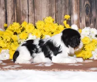 Ginger, a female Cavalier King Charles Spaniel for sale in Fredericksburg, OH – 4 of 4