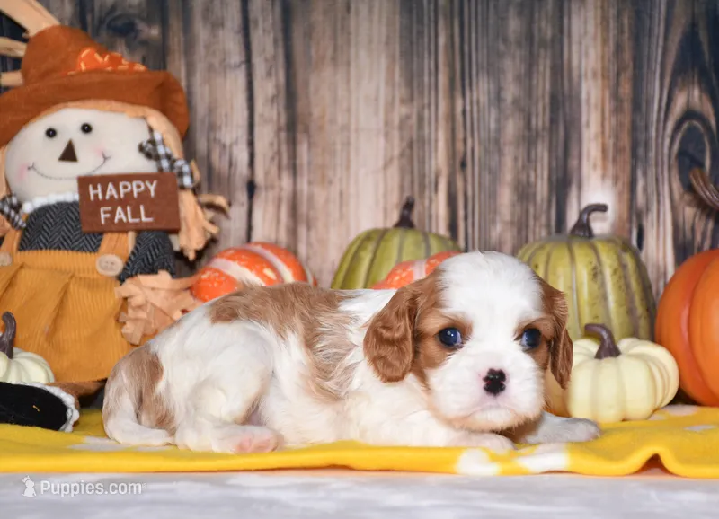 Colby – Cavalier King Charles Spaniel puppy for sale in Fredericksburg, OH
