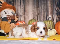 Colby, a male Cavalier King Charles Spaniel for sale in Fredericksburg, OH – 1 of 4
