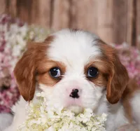 Jilly, a female Cavalier King Charles Spaniel for sale in Fredericksburg, OH – 4 of 4