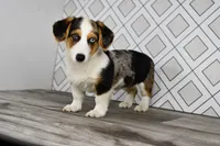 Molly, a female Pembroke Welsh Corgi for sale in Middlebury, IN – Photo 6 of 6