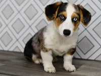 Molly, a female Pembroke Welsh Corgi for sale in Middlebury, IN – Photo 4 of 6