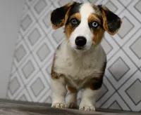 Molly, a female Pembroke Welsh Corgi for sale in Middlebury, IN – Photo 2 of 6