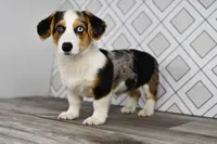 Molly, a female Pembroke Welsh Corgi for sale in Middlebury, IN – Photo 3 of 6
