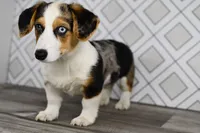 Molly, a female Pembroke Welsh Corgi for sale in Middlebury, IN – Photo 5 of 6