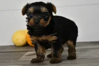 Asia, a male Yorkshire Terrier for sale in Los Angeles, CA – 3 of 9