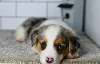 Mandy, a female Pembroke Welsh Corgi for sale in Middlebury, IN – Photo 3 of 8