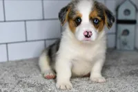 Mandy, a female Pembroke Welsh Corgi for sale in Middlebury, IN – Photo 4 of 8