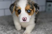 Mandy, a female Pembroke Welsh Corgi for sale in Middlebury, IN – Photo 6 of 8