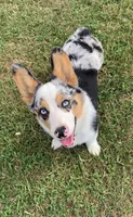 Mandy, a female Pembroke Welsh Corgi for sale in Middlebury, IN – Photo 8 of 8