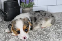 Mandy, a female Pembroke Welsh Corgi for sale in Middlebury, IN – Photo 5 of 8