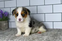 Mandy, a female Pembroke Welsh Corgi for sale in Middlebury, IN – Photo 2 of 8