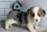 Mandy, a female Pembroke Welsh Corgi for sale in Middlebury, IN – Photo 1 of 8