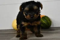 Asia, a male Yorkshire Terrier for sale in Los Angeles, CA – 4 of 9