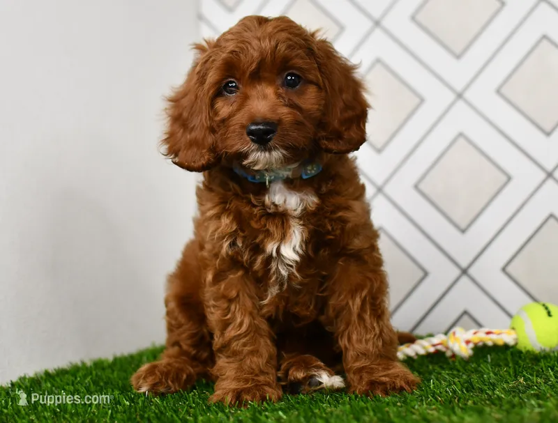 Wade – Cavapoo puppy for sale in Middlebury, IN