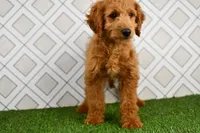 Dusty, a male Miniature Goldendoodle for sale in Middlebury, IN – 5 of 5