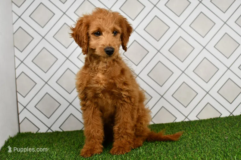 Dusty – Miniature Goldendoodle puppy for sale in Middlebury, IN