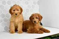 Dusty, a male Miniature Goldendoodle for sale in Middlebury, IN – Photo 6 of 6