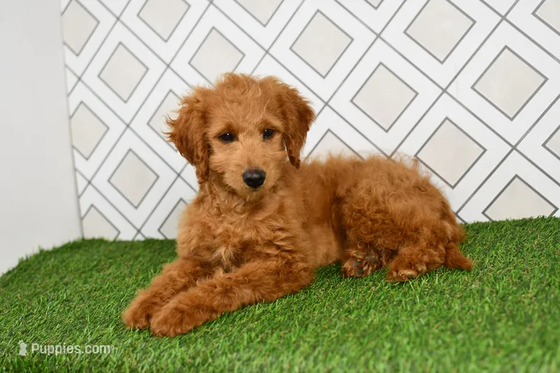 Dusty – Miniature Goldendoodle puppy for sale in Middlebury, IN