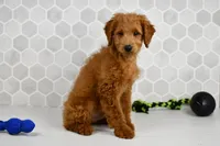 Dusty, a male Miniature Goldendoodle for sale in Middlebury, IN – Photo 5 of 6