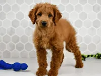 Dusty, a male Miniature Goldendoodle for sale in Middlebury, IN – Photo 2 of 6