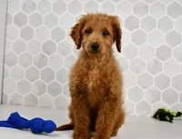 Dusty, a male Miniature Goldendoodle for sale in Middlebury, IN – Photo 3 of 6
