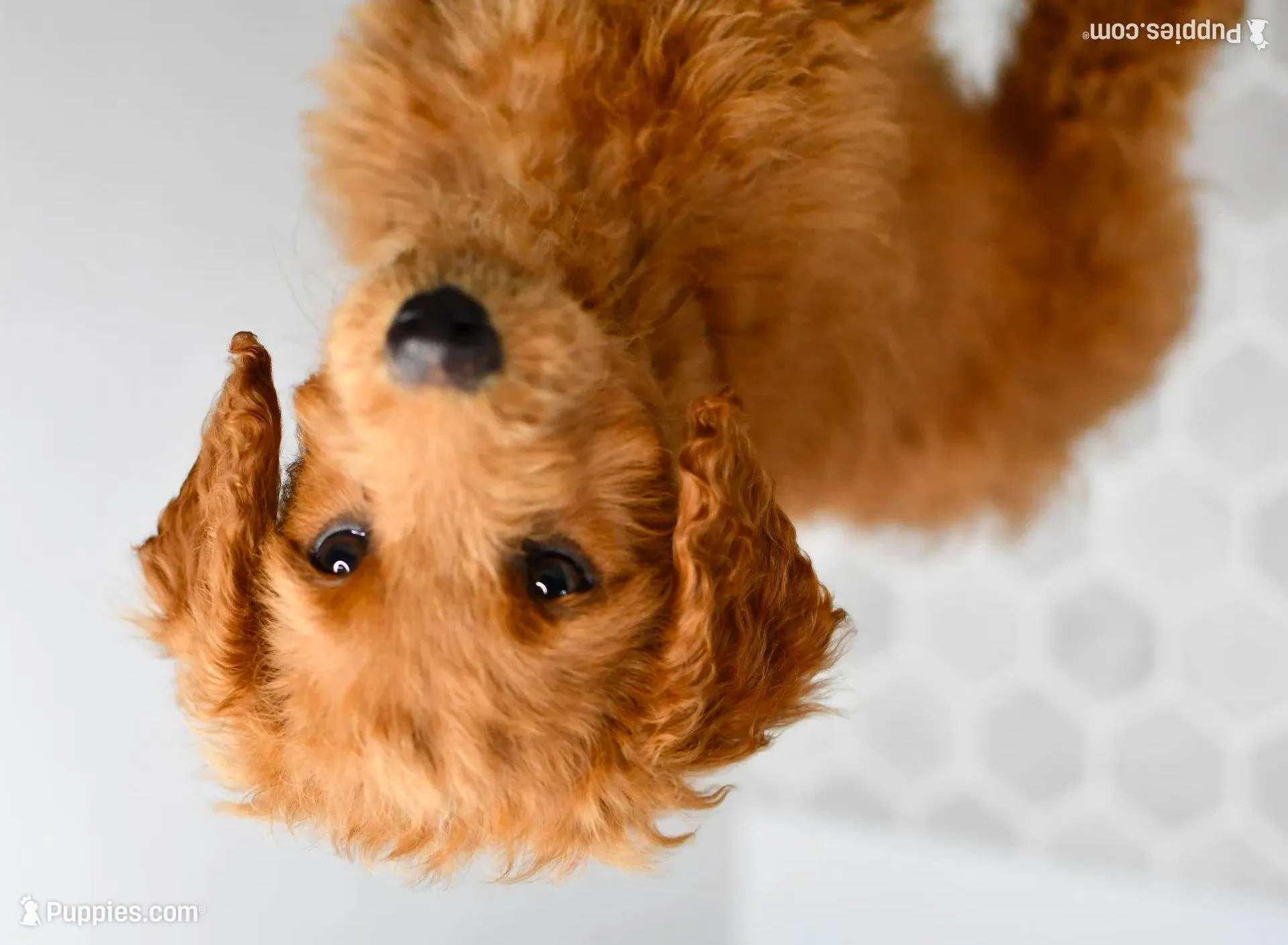 Dusty – Miniature Goldendoodle puppy for sale in Middlebury, IN