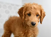 Dusty, a male Miniature Goldendoodle for sale in Middlebury, IN – Photo 1 of 6