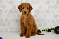 Dusty, a male Miniature Goldendoodle for sale in Middlebury, IN – Photo 4 of 6
