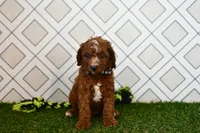Knox, a male Cavapoo for sale in Middlebury, IN – 4 of 8