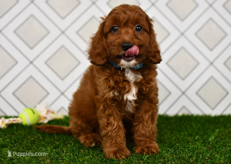 Wade – Cavapoo puppy for sale in Middlebury, IN