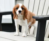 Sarge (message for video), a male Cavalier King Charles Spaniel for sale in Middlebury, IN – 2 of 6