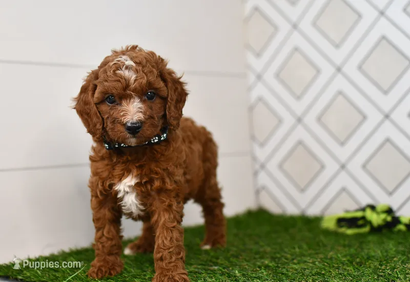 Knox – Cavapoo puppy for sale in Middlebury, IN